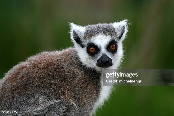 ring-tailed lemur - ring tailed lemur stock pictures, royalty-free photos & images