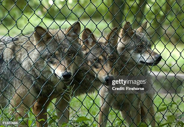 A Wolf Rapping 157 Wolf Trapping Stock Photos, High-Res Pictures, and Images - Getty ...