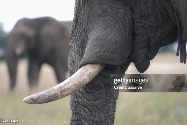 close up from an elephants tooth - elephant tusk stock pictures, royalty-free photos & images