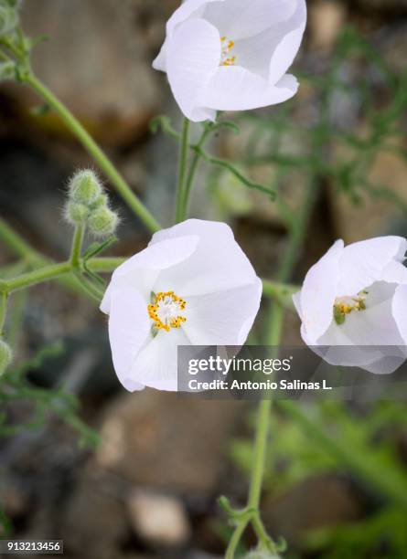 desert bloom flowers atacama - copiapo stock pictures, royalty-free photos & images