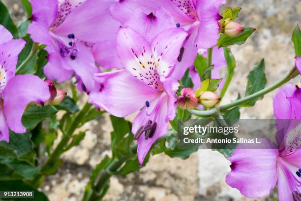 desert bloom flowers atacama - copiapo stock pictures, royalty-free photos & images