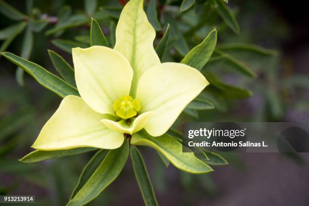 desert bloom flowers atacama - copiapo stock pictures, royalty-free photos & images