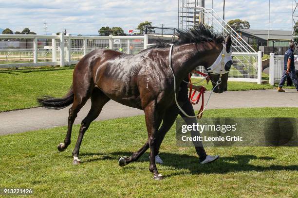 Plucky Rita after winning the Horsepower & Local Cups Day Feb 18 F&M BM58 Handicap at Moe Racecourse on February 02, 2018 in Moe, Australia.