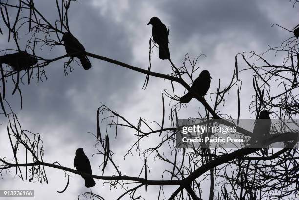 Several Western jackdaws on a tree at Madrid zoo, where they find food easily. According Seo Birdlife, the Spanish Society of Ornithology. The...