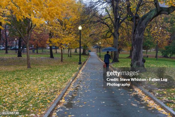 boston commons at dusk in the rain - boston common stock pictures, royalty-free photos & images