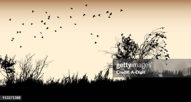 desert plant birds - sepia toned background stock illustrations