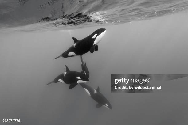 pod of female orcas, killer whales, swimming with a young calf. - pod group of animals stock pictures, royalty-free photos & images