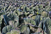 a plantation of ripe cabbage