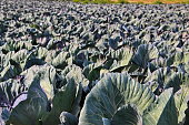 a plantation of ripe cabbage