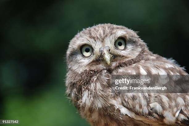 little owl (athene noctua) - little owl stockfoto's en -beelden