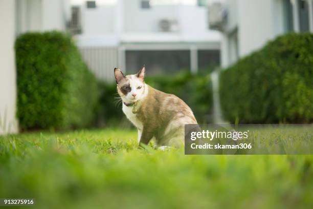 snap shot of siamese calico cat standing near window - black siamese cat stock pictures, royalty-free photos & images