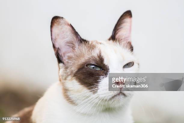 snap shot of siamese calico cat standing near window - purebred cat stock pictures, royalty-free photos & images