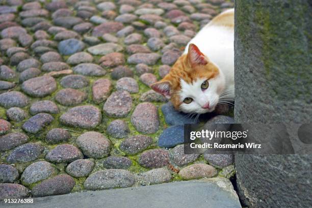 playful white and red cat peeping from behind stone wall - ambivere stock pictures, royalty-free photos & images