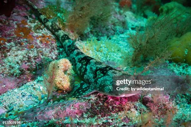 puff adder shyshark resting on the coral reef, false bay, south africa. - bitis arietans stock pictures, royalty-free photos & images