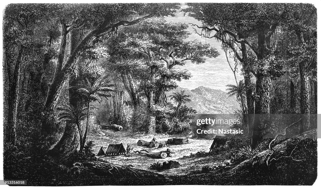 The harvest of the cinchona bark