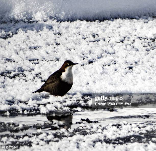 winter in finland - birds in finland stock-fotos und bilder