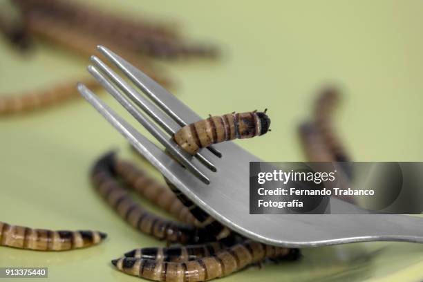 worms on plate. ready to eat - caterpillar equipment stock pictures, royalty-free photos & images