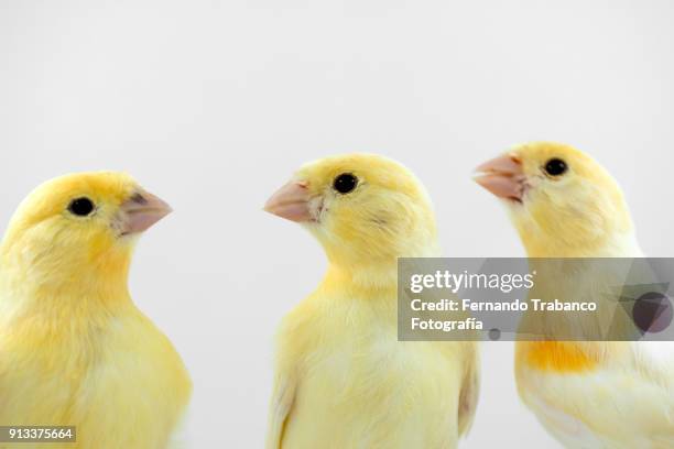 three birds - canarino delle isole canarie foto e immagini stock