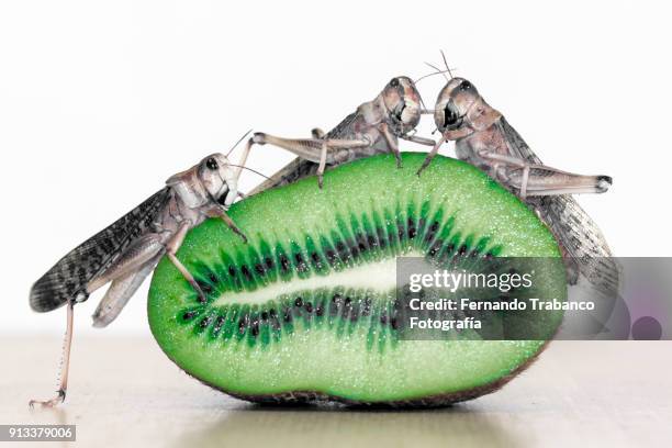 animals with fruit - acid attacks stock pictures, royalty-free photos & images