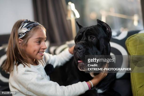 young girl and her dog - cane corso stock pictures, royalty-free photos & images