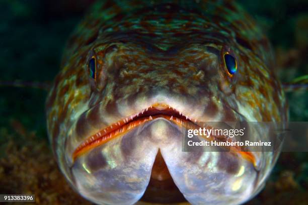 sand diver. - lizardfish stock pictures, royalty-free photos & images