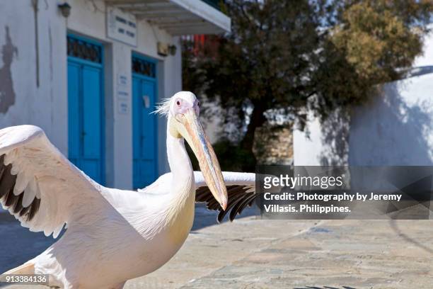 petros, the pelican, mykonos town, mykonos, greece - pelikan stock-fotos und bilder