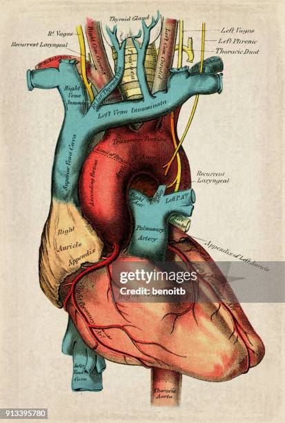 human heart - aortic valve stock illustrations