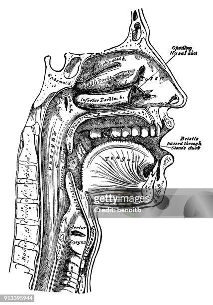 ilustrações, clipart, desenhos animados e ícones de secção transversal da face humana - faringe