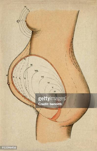 pregnancy diagram - female body parts stock illustrations