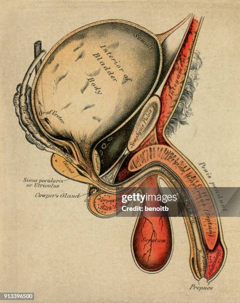 ilustraciones, imágenes clip art, dibujos animados e iconos de stock de diagrama de la anatomía masculina - escroto