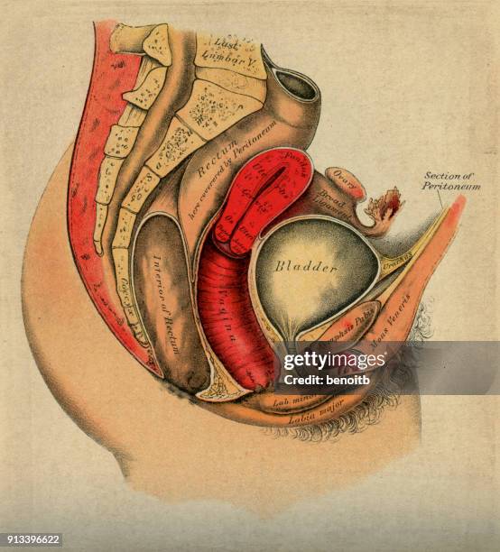 illustrazioni stock, clip art, cartoni animati e icone di tendenza di diagramma di anatomia femminile - intestino crasso umano