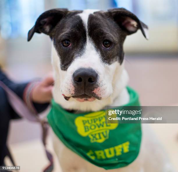 Juniper, a 7-month-old American Staffordshire terrier/American bulldog from Animal Refuge League, will be competing in Puppy Bowl XIV on Sunday.