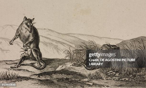 Grey four-eyed opossum and Western diamondback rattlesnake , United States of America, engraving by Vernier from Etats-Unis d'Amerique, by Roux de...