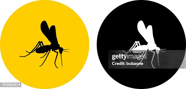 Mosquito. Mosquito.