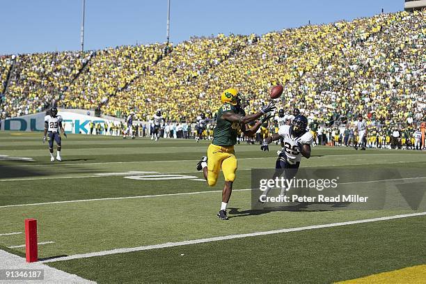 Oregon Ed Dickson in action, scoring touchdown vs Cal. Eugene, OR 9/26/2009 CREDIT: Peter Read Miller