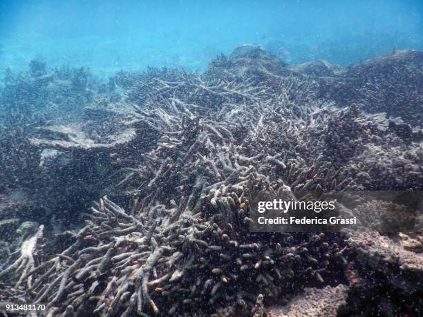 newborn fish (also called fry) on maldivian coral reef - dead photos et images de collection