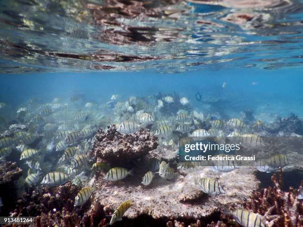 blue parrotfish and convict surgeonfish (acanthurus triostegus) - surgeonfish stock pictures, royalty-free photos & images