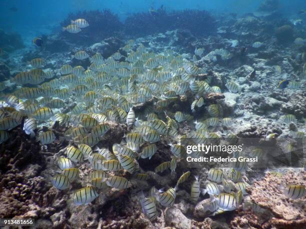 schoal of convict surgeonfish (acanthurus triostegus) - surgeonfish stock pictures, royalty-free photos & images