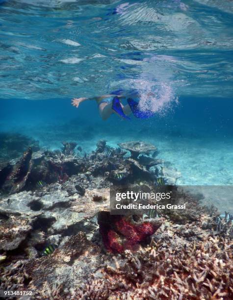 senior man swimming among sergeant major fish (abudefduf saxatilis) - sergeant major fish stock pictures, royalty-free photos & images