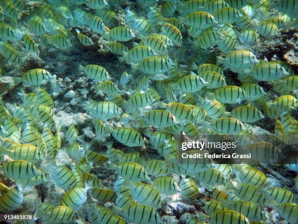 convict surgeonfish (acanthurus triostegus) - surgeonfish stock pictures, royalty-free photos & images