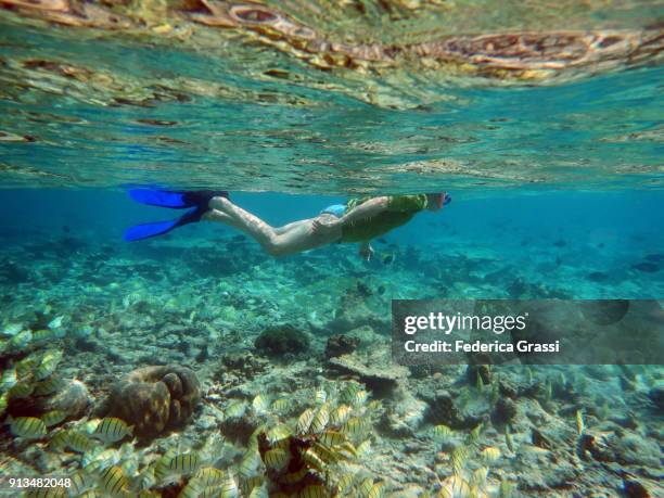 senior man swimming with convict surgeonfish (acanthurus triostegus) - surgeonfish stock pictures, royalty-free photos & images