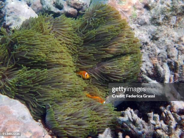 sea anemone (hecteratis magnifica) and two clown fish (amphiprioninae) - amphiprion akallopisos stock pictures, royalty-free photos & images