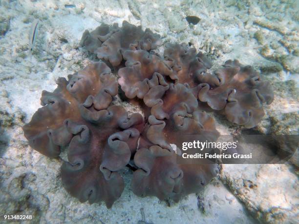sarcophyton coral (of mushroom leather coral) - mushroom coral stock pictures, royalty-free photos & images