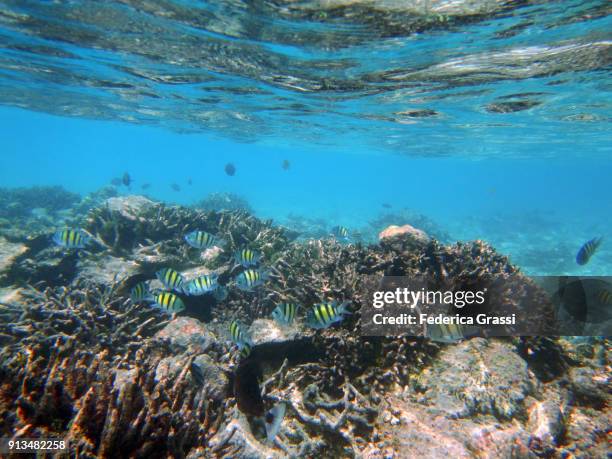 sergeant major fish (abudefduf saxatilis) - sergeant major fish stock pictures, royalty-free photos & images