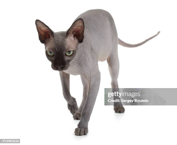 sphynx hairless cat on white background. - sphynx kitten stock pictures, royalty-free photos & images