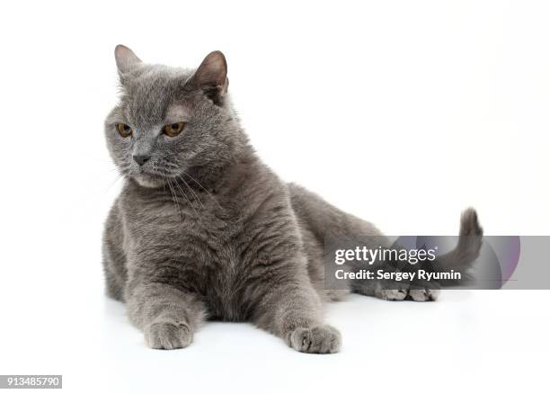 british shorthair cat - chartreux cat stockfoto's en -beelden