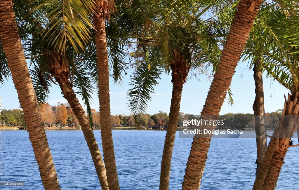 Palm tree along the water, Lake Eola, Orlando, Florida, USA