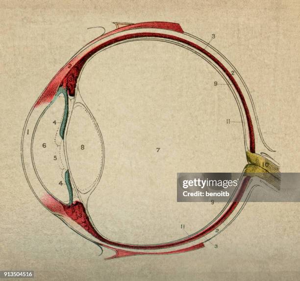 ilustraciones, imágenes clip art, dibujos animados e iconos de stock de anatomía del ojo - optic nerve