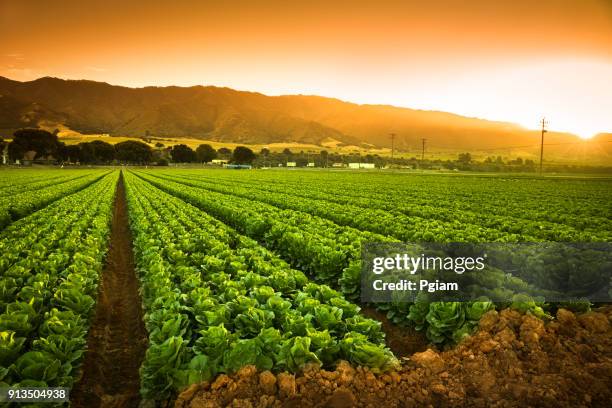 crops grow on fertile farm land - fall harvest field stock pictures, royalty-free photos & images