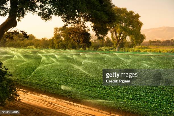 irrigation sprinkler watering crops on fertile farm land - farming drought stock pictures, royalty-free photos & images